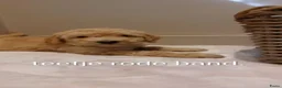 Labradoodle honden te koop: Prachtige Labradoodles - Advertentie 6