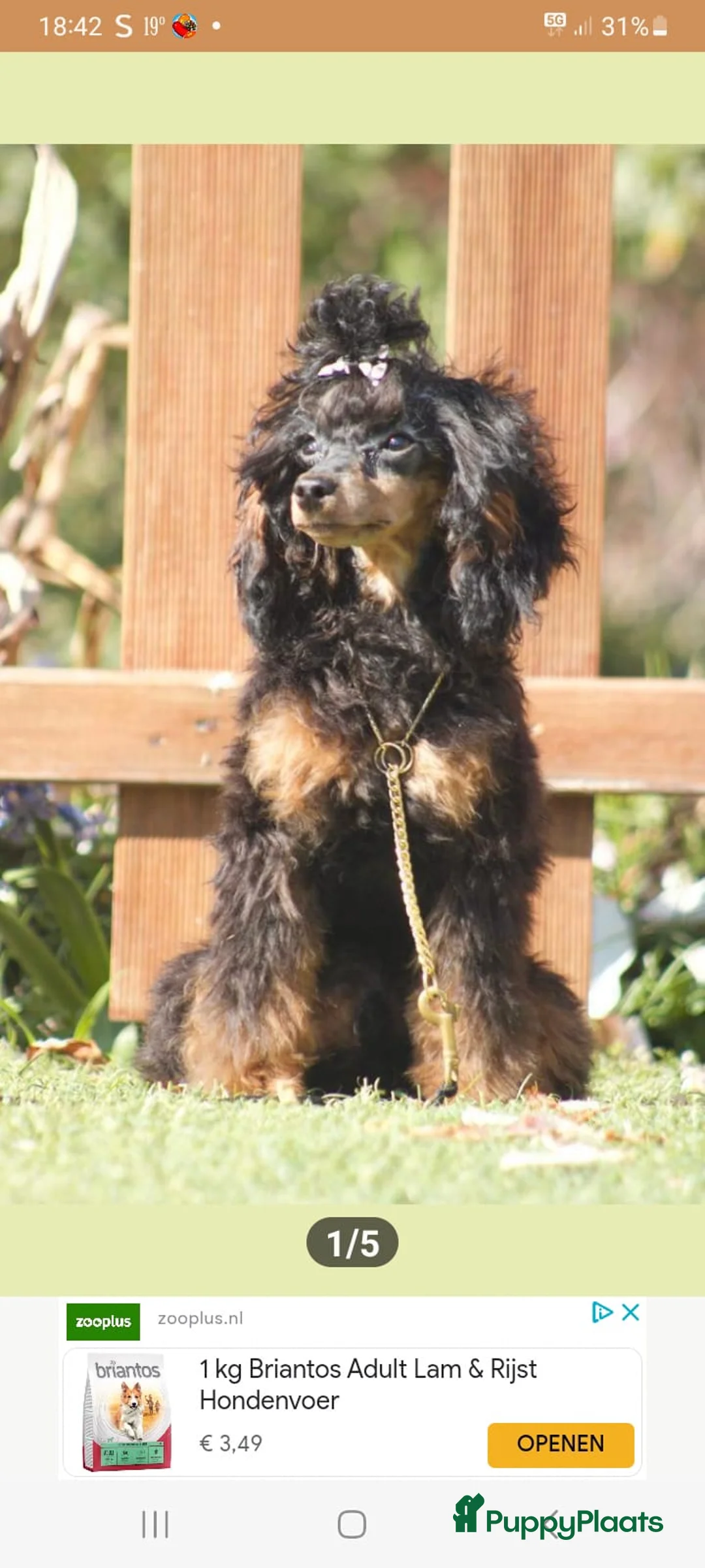 Poedel Toy honden te koop: Toy poedel reu Black en tan - Advertentie 4