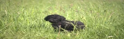 Poedel Toy honden te koop: Te verwachten: Toypoedel pups in Etten - Advertentie 2