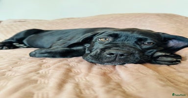 Cane Corso honden - Advertentie 3