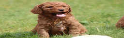 Cockapoo honden te koop: Knappe Cockapoo pups. - Advertentie 11
