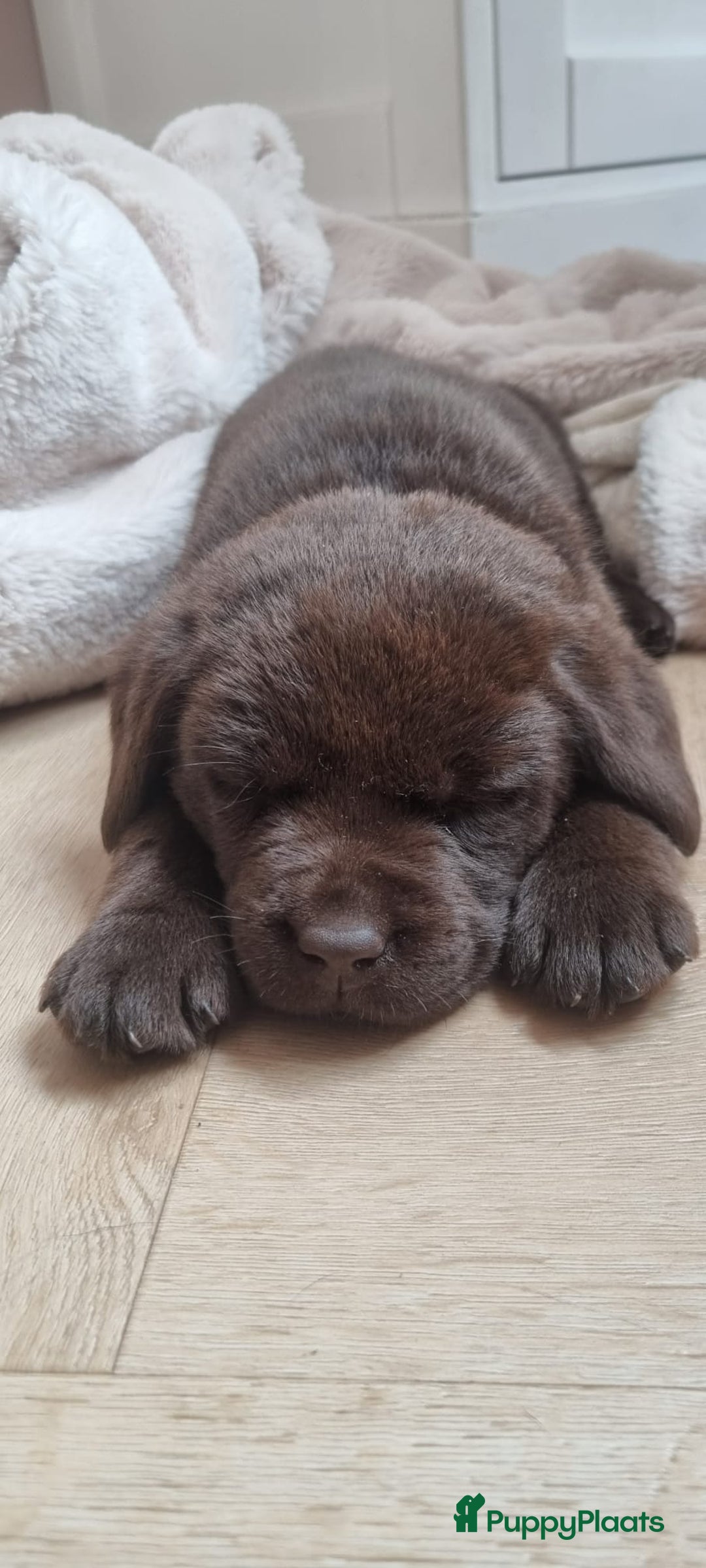 Labrador Retriever honden te koop: Chocola bruine labrador pups showlijn stamboom  - Afbeelding 9