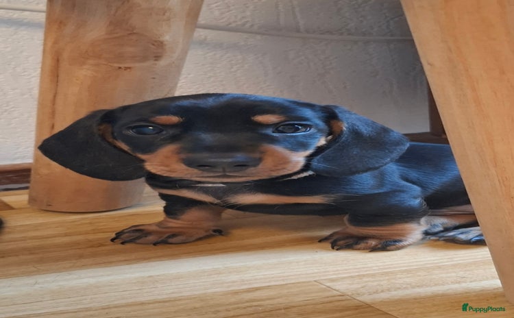 Teckel (korthaar)  honden - Advertentie 3