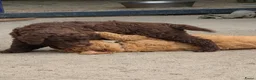 Labradoodle honden te koop: Hele mooie medium doodle half Australian bloed🩵🤩 - Advertentie 7