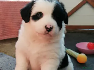Kruising honden Super schattig gelegenheids nestje - Advertentie 3