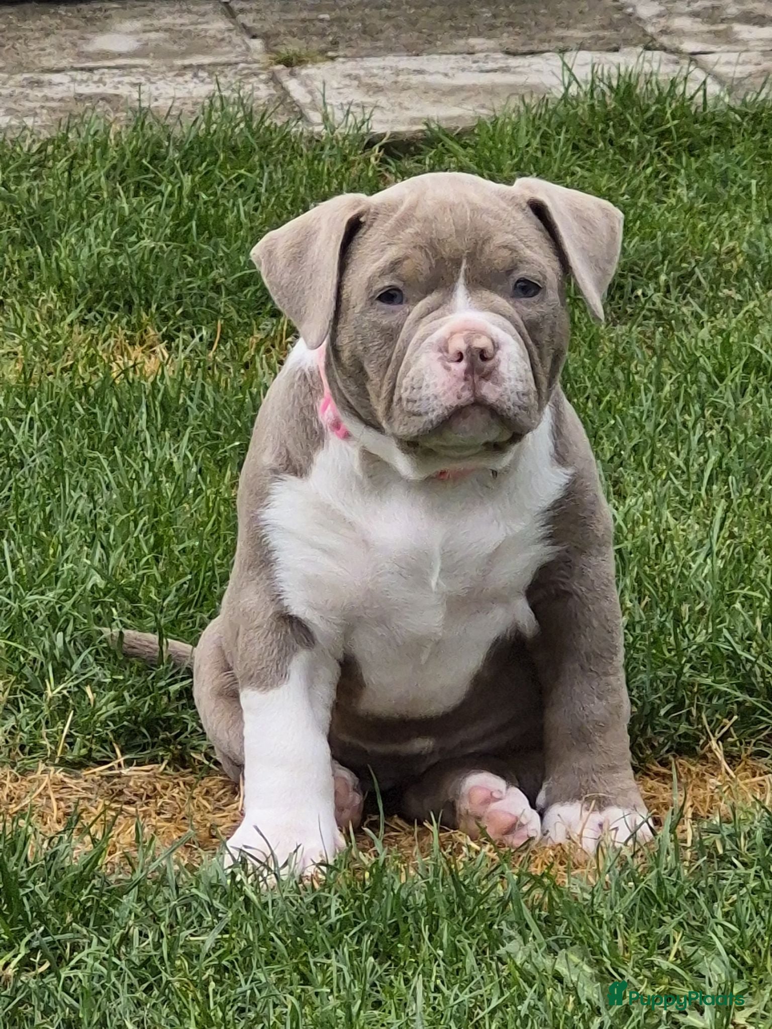 Amerikaanse Bully honden Amerikaanse pocket bully teefjes  - Advertentie 3