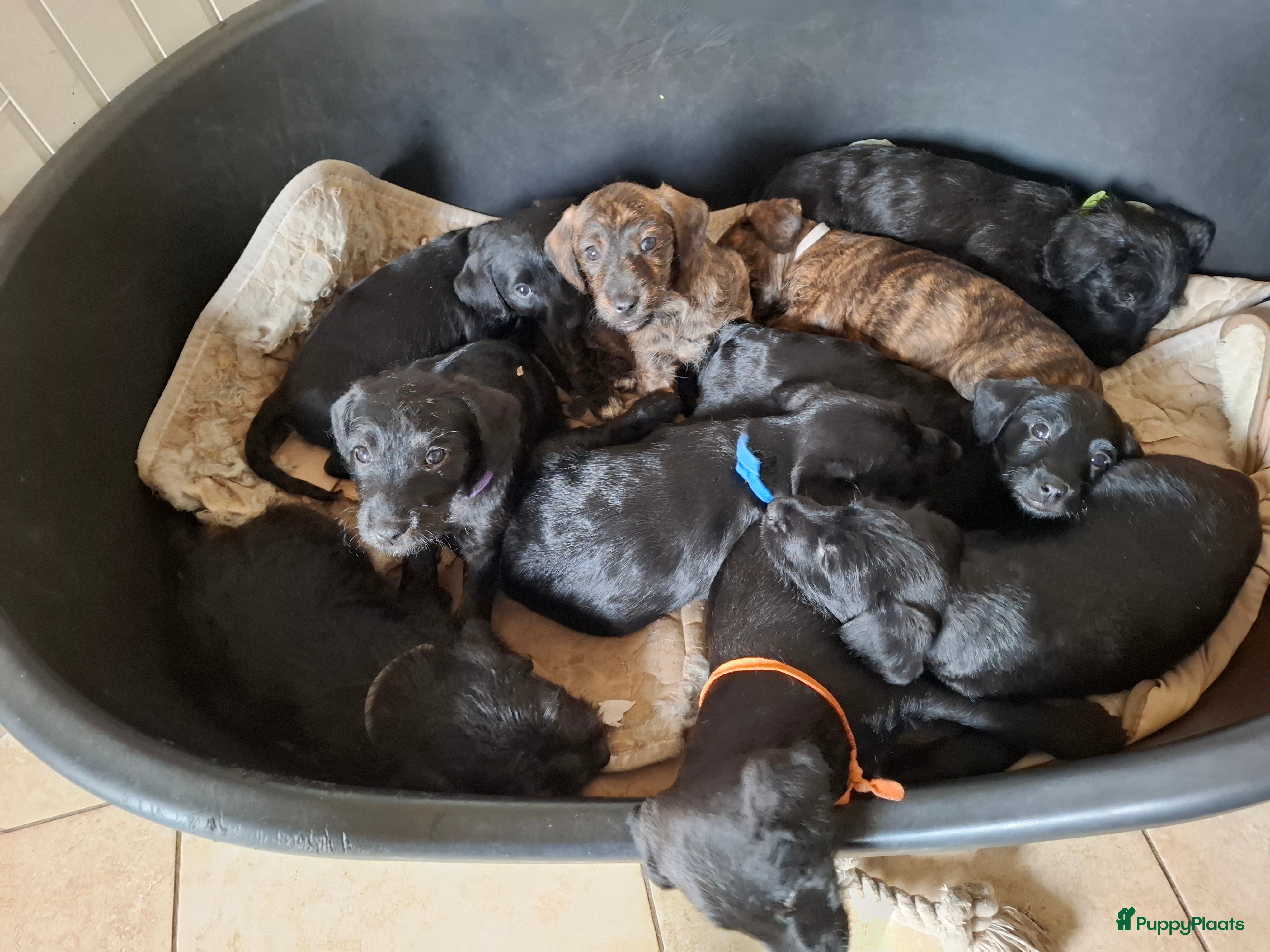 Kruising honden Foxdoodle puppies te koop (Foodle) - Advertentie 9