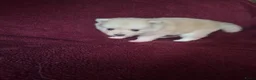Pomsky honden te koop: 5 pomsky pups - Advertentie 22