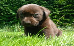 Labrador Retriever honden te koop: Chocolade labrador pups in Maastricht - Afbeelding 5