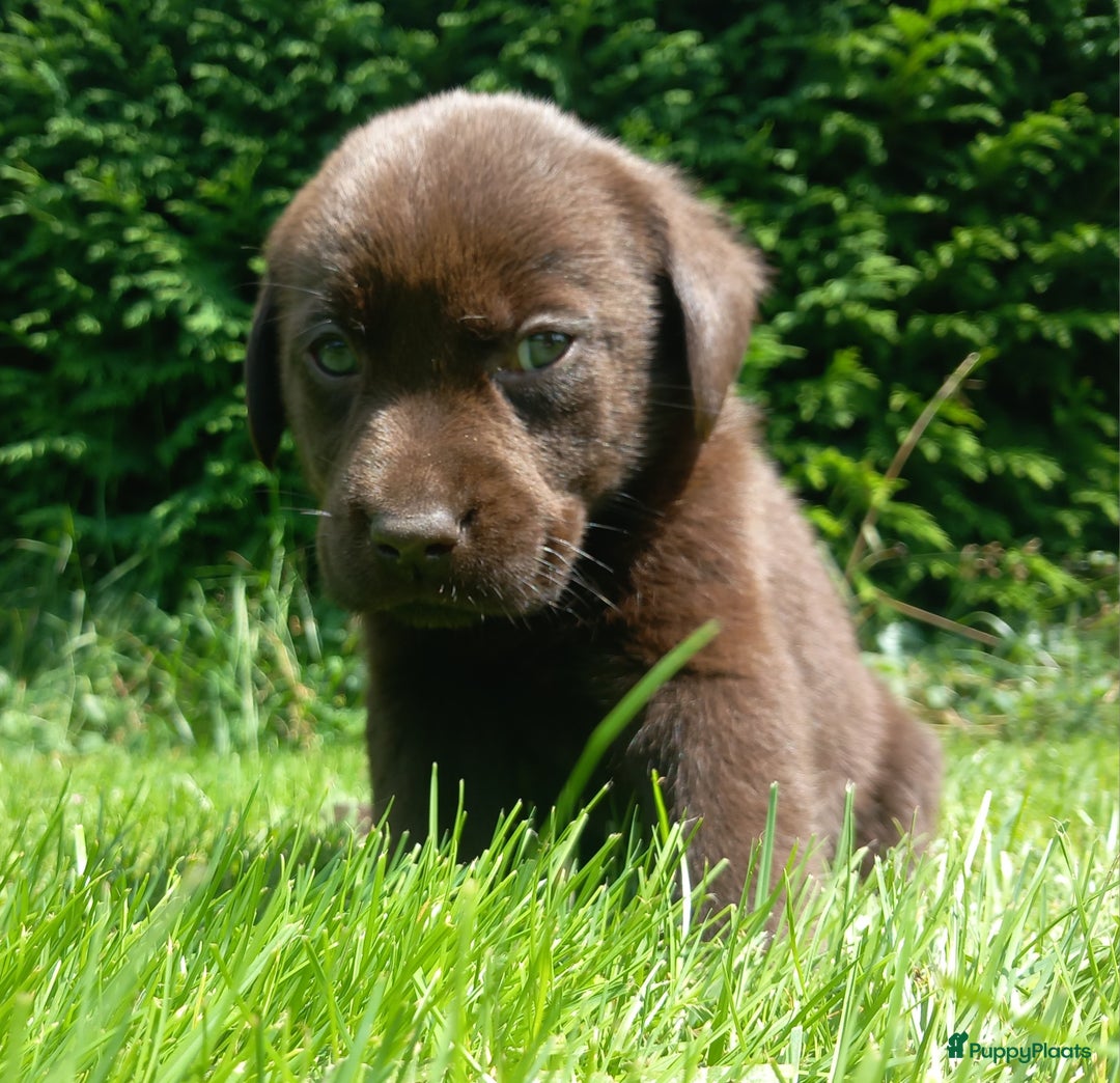 Labrador Retriever honden te koop: Chocolade labrador pups in Maastricht - Afbeelding 5
