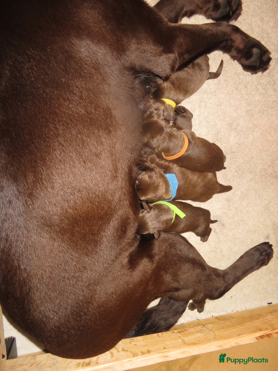 Labrador Retriever honden te koop: Labrador pupjes 🤎 nog 6 beschikbaar! - Advertentie 16