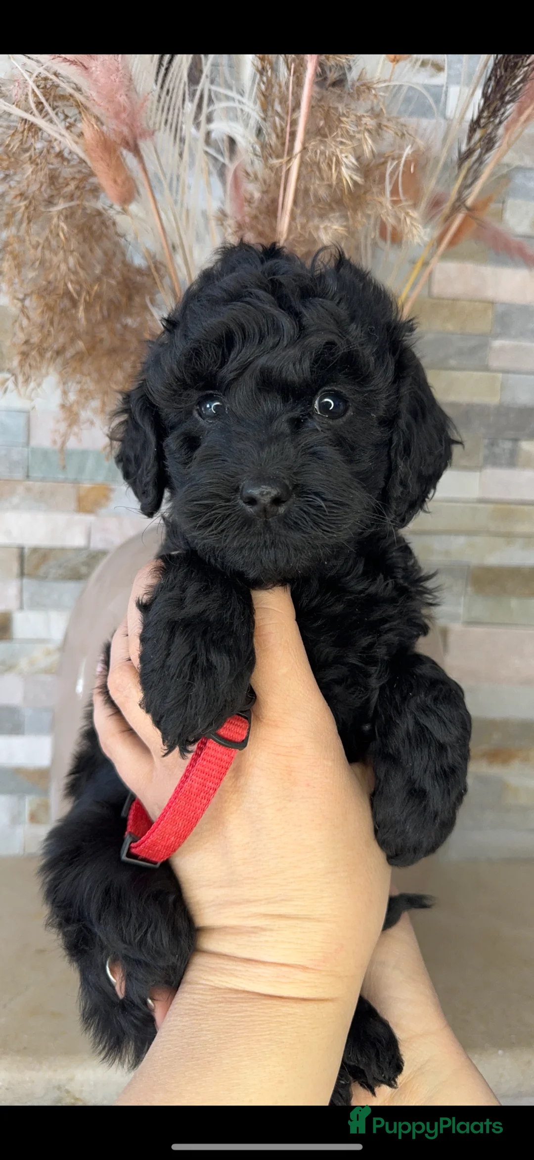 Kruising honden te koop: Prachtige Goldendoodle pups - Advertentie 2