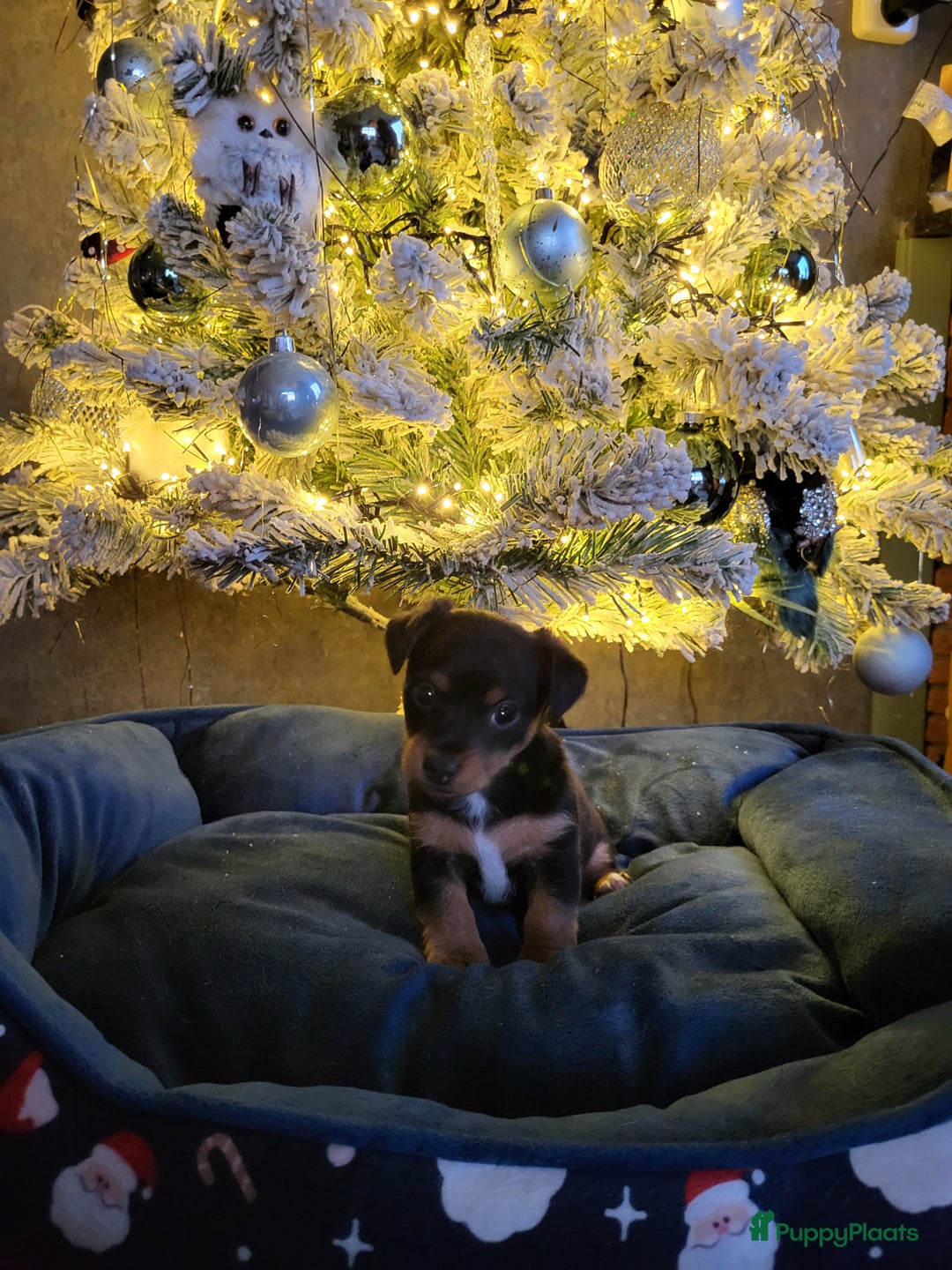 Jack Russel Terriër honden te koop: Black en tan  broertjes zoeken nog een warm mandje - Advertentie 5