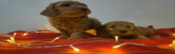 Labradoodle honden te koop: Mini labradoodle pups - abrikoos - Advertentie 3