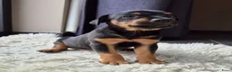 Dwergpinscher honden te koop: Dwergpinschers pups te koop - Advertentie 8