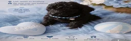 Poedel Toy honden te koop: Prachtig Toy-Dwergpoedel 1 zwarte reutje  - Advertentie 2