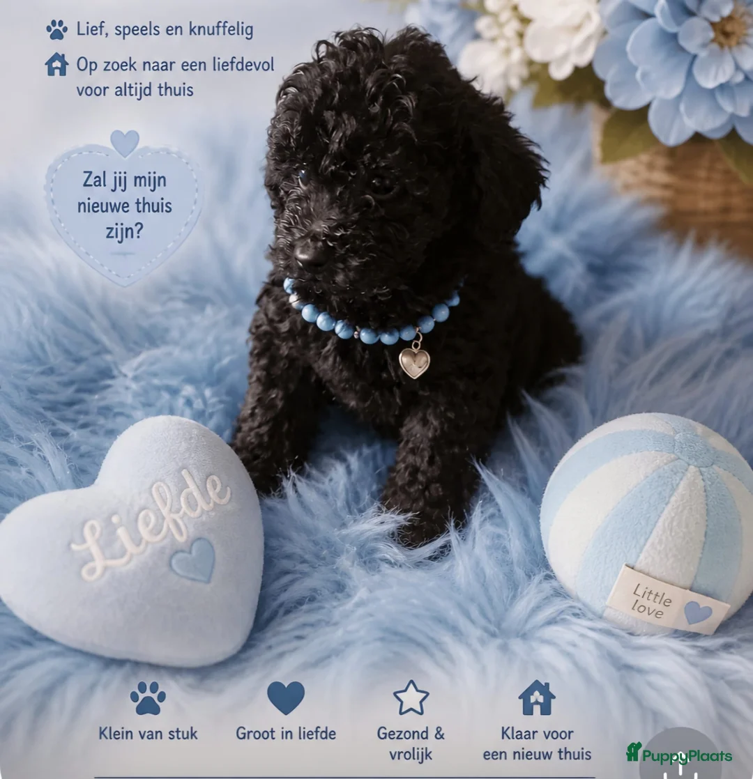 Poedel Toy honden te koop: Prachtig Toy-Dwergpoedel 1 zwarte reutje  - Advertentie 2