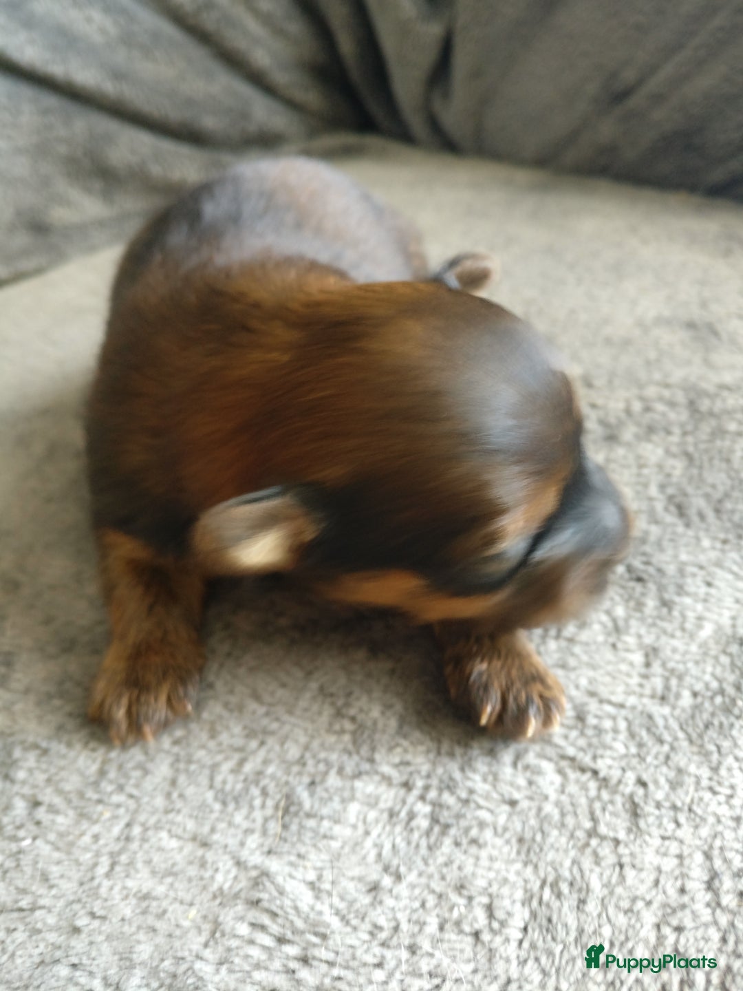 Pomsky honden te koop: Pomeriaan x Yorkshire Terriër  - Afbeelding 7