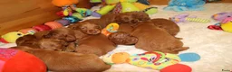 Australian Labradoodle honden te koop: 1 teefje en 3 reutjes Australian labradoodle pups - Advertentie 30