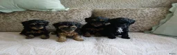 Kruising honden te koop: Maltipoo black & tan  een zwart met witte bles - Advertentie 24