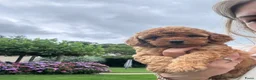 Poedel Toy honden te koop: Prachtig nestje rode/abricot toy poedels toypoedel - Advertentie 22