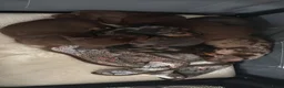Teckel (korthaar)  honden te koop: 5 teckel mannetjes - Advertentie 17