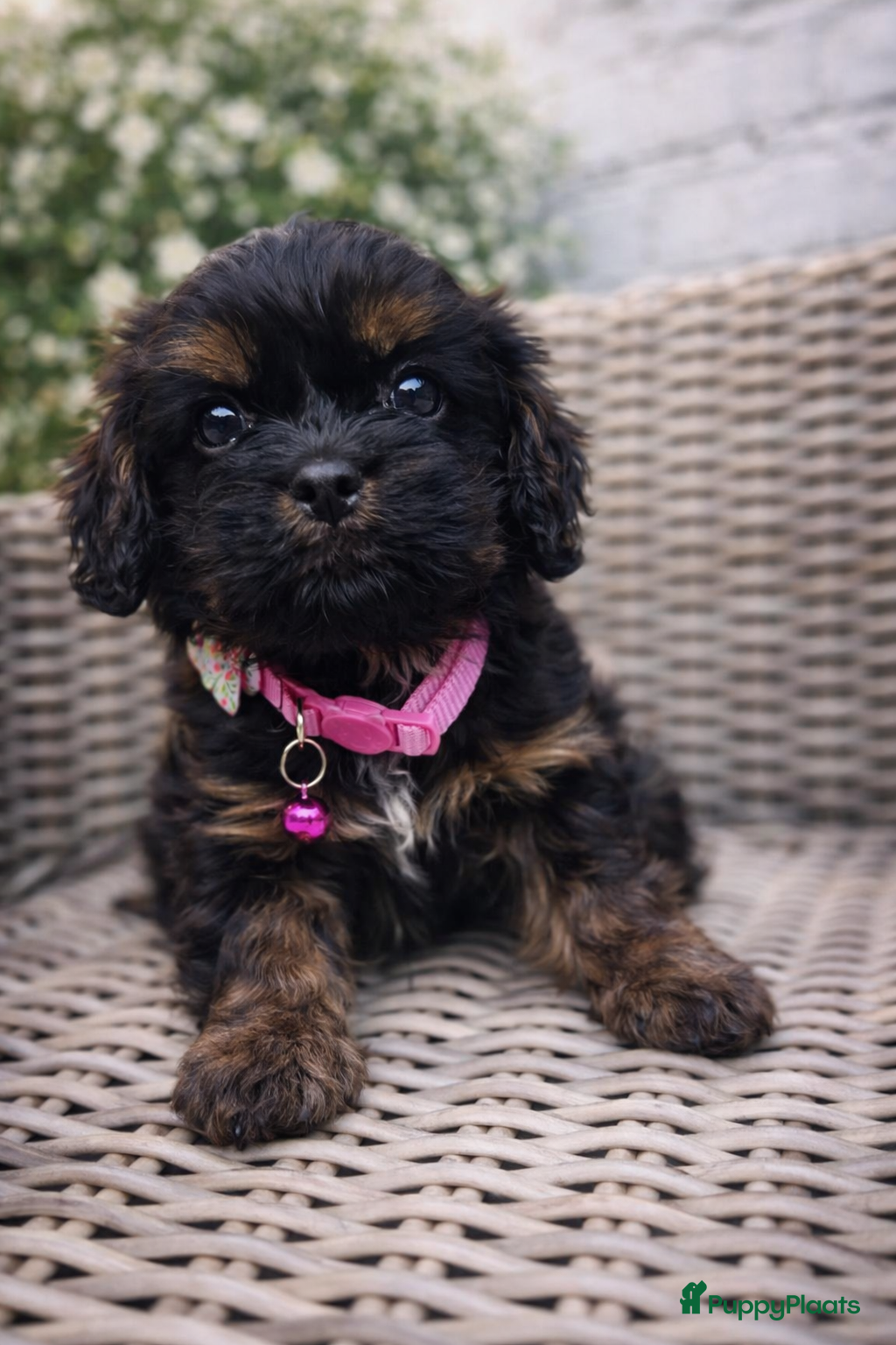 Havanezer honden Havanezer pup - Advertentie 1