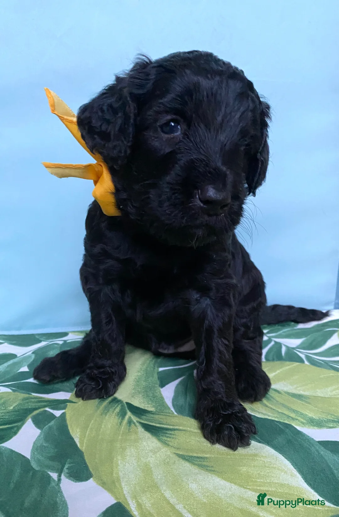 Australian Labradoodle honden te koop: Prachtig nestje Australian Labradoodles van Koosje - Advertentie 1