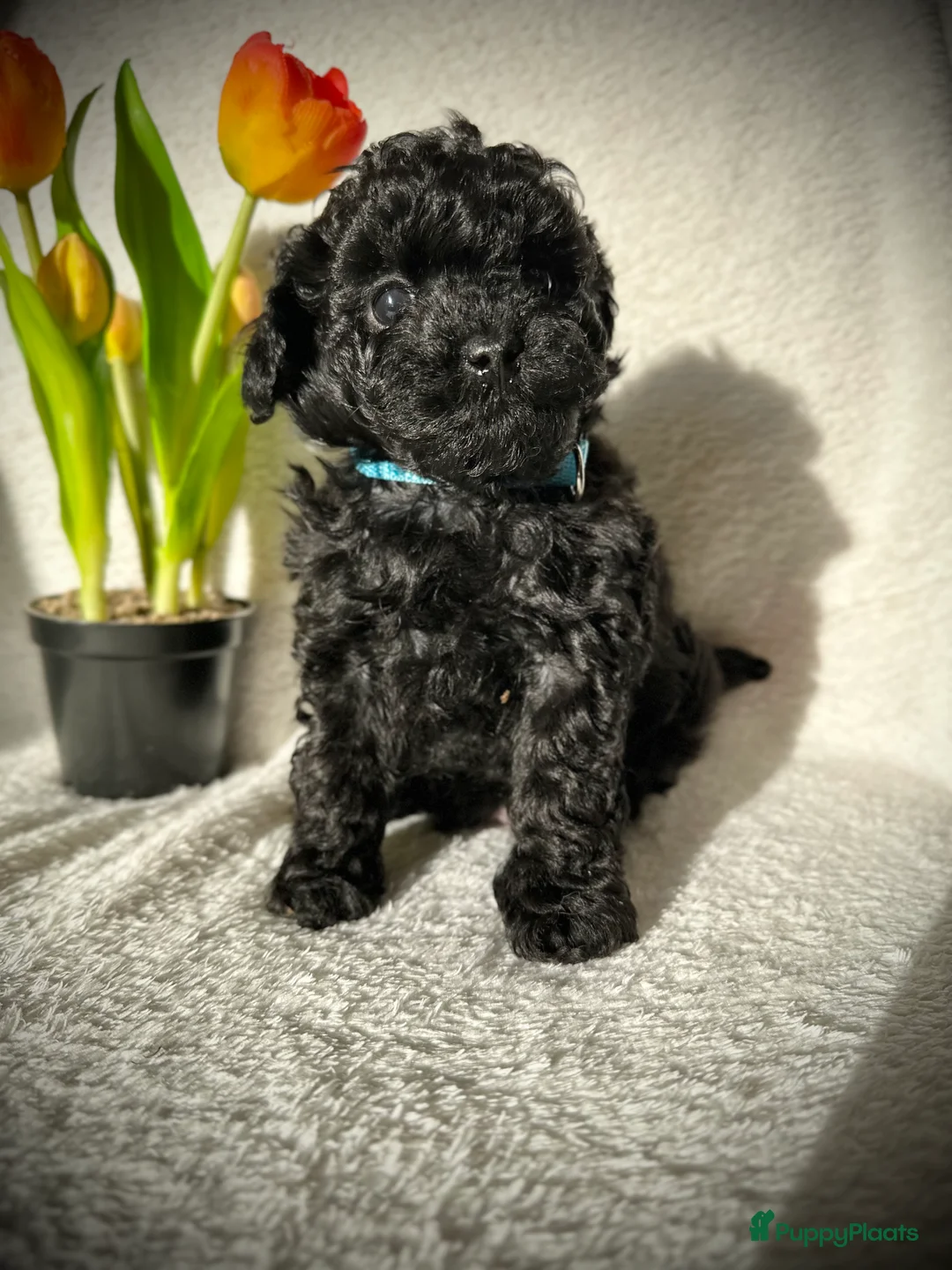 Poedel Toy honden te koop: Toypoedel pups (mini toypoedel) toypoodle puppy’s  - Advertentie 9