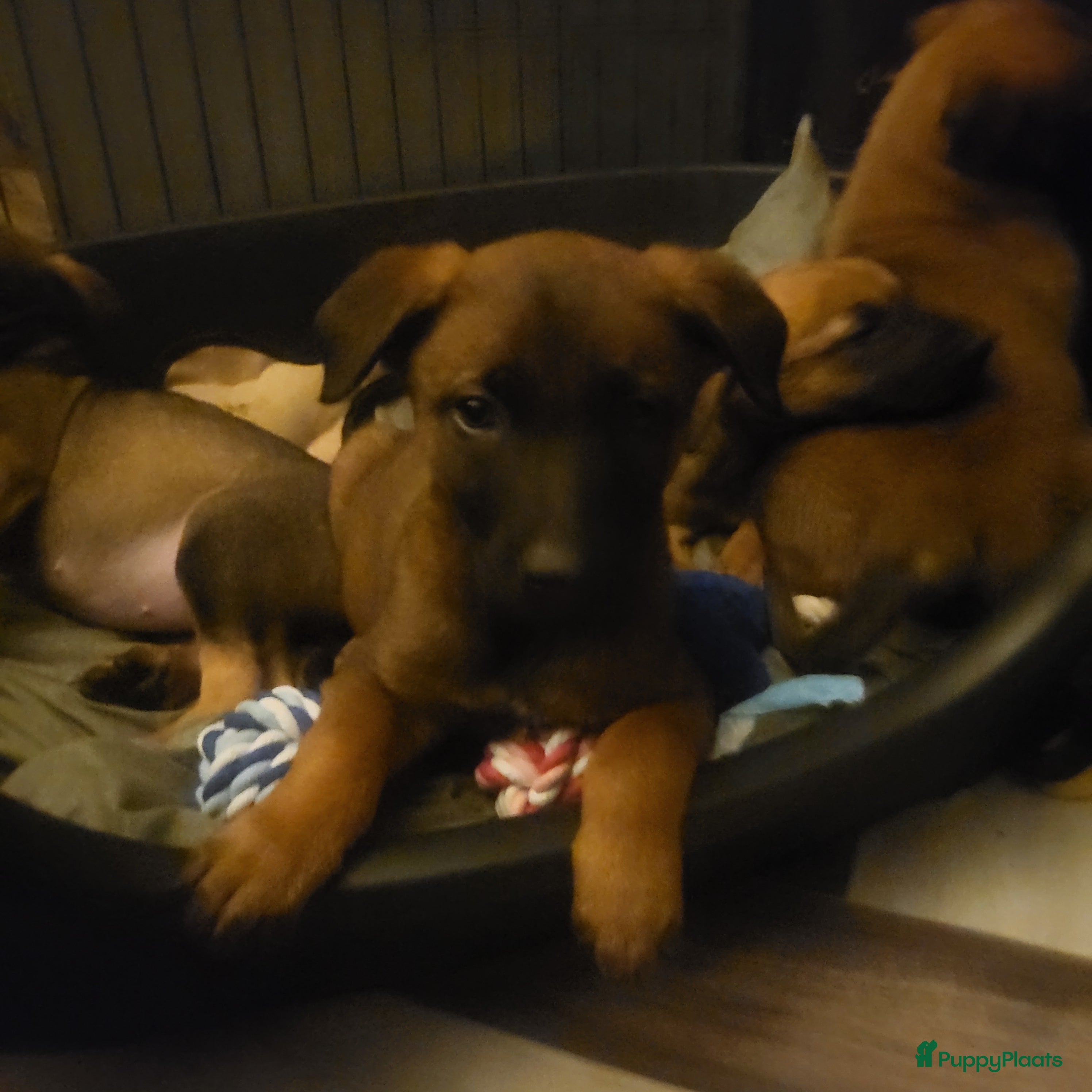 Kruising honden Mechelse herder × Ridgeback Mechelse herder - Advertentie 1