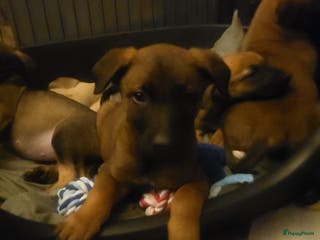 Kruising honden Mechelse herder × Ridgeback Mechelse herder - Advertentie 2