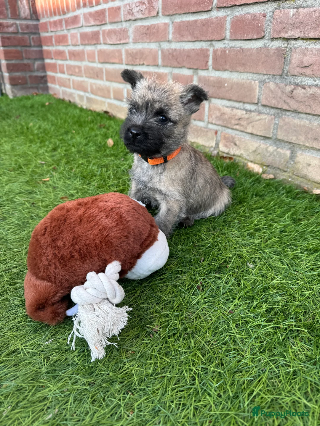 Cairn Terriër honden te koop: Nog 2 Cairn terrier reutjes beschikbaar - Advertentie 2