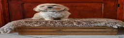 Kruising honden te koop: Boomer Maltezer x Shih Tzu  - Advertentie 11