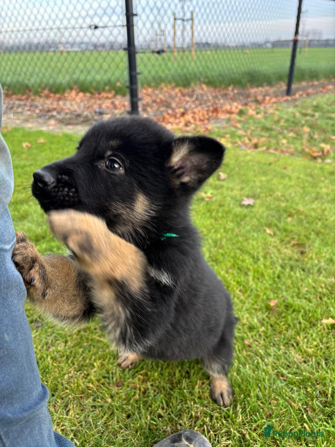 Duitse Herder honden te koop: Duitse herder pups -10 WK- nog 1 pup beschikbaar! - Advertentie 22