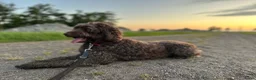 Australian Labradoodle honden te koop: Labradoodle pups - Advertentie 16