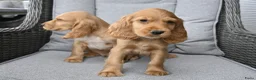 Engelse Cocker Spaniel honden te koop: Engelse Cocker Spaniel pups - Advertentie 6