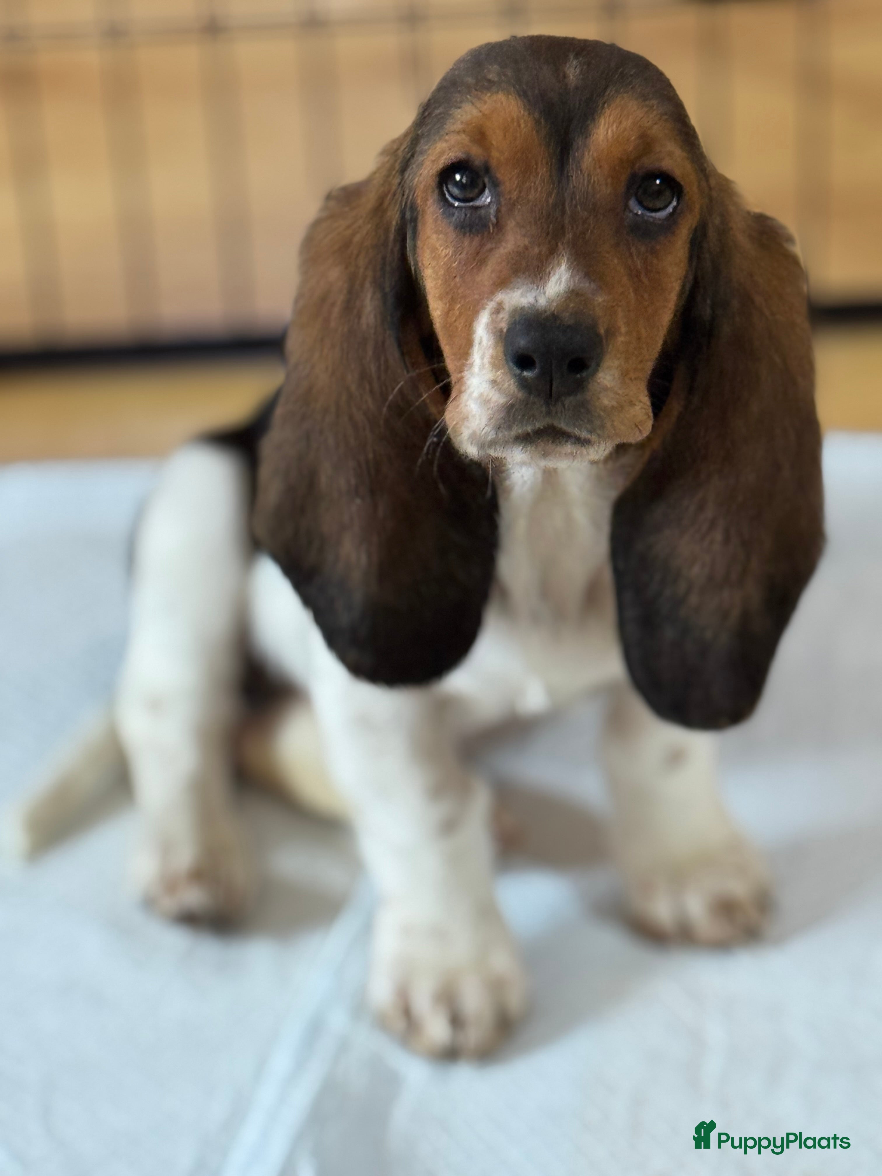 Basset Hound honden Basset hound pups - Advertentie 1