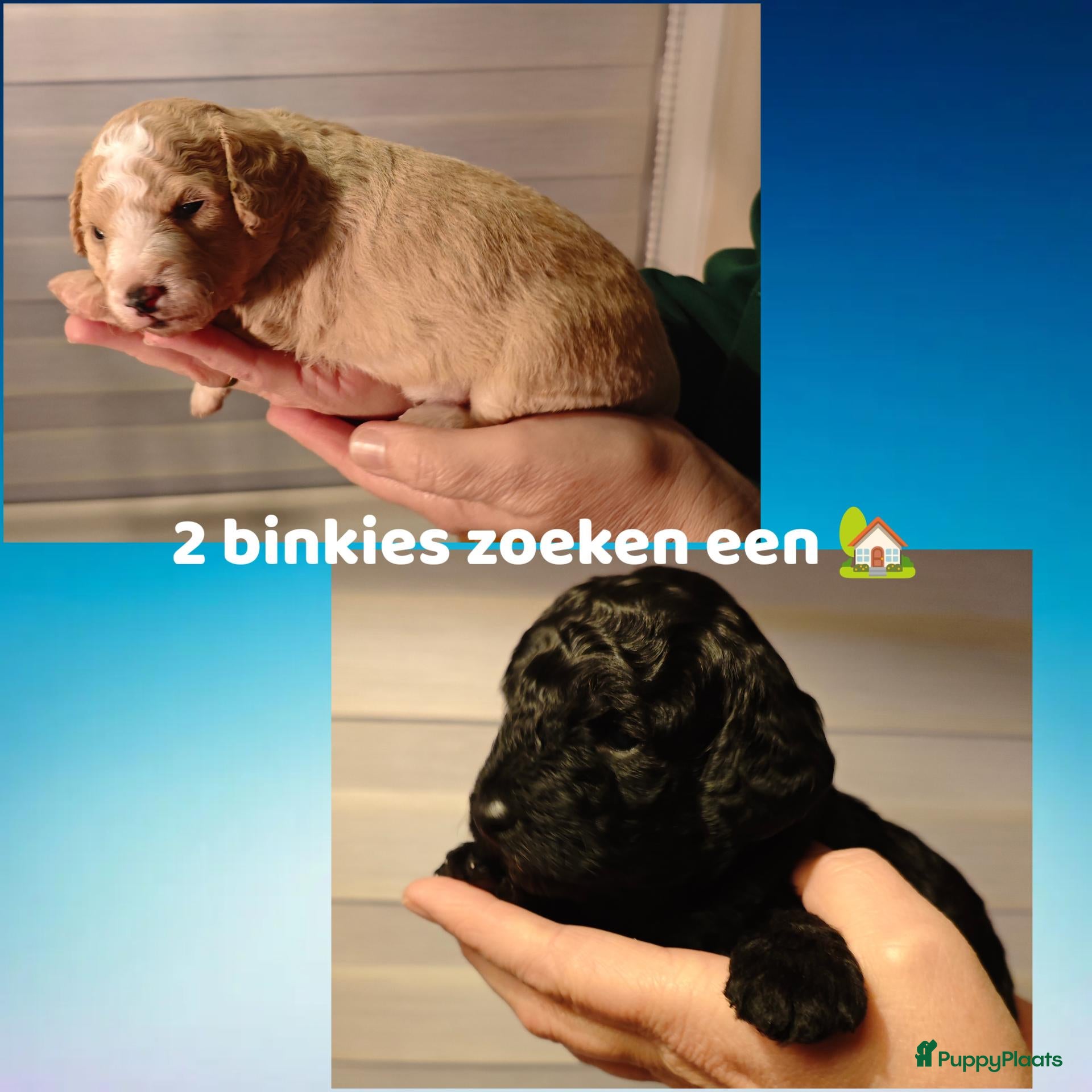 Maltipoo honden te koop: Maltipoo pups  - Advertentie 1