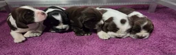 Engelse Cocker Spaniel honden te koop: Engelse Cockerspaniel pups met Stamboom. - Advertentie 19