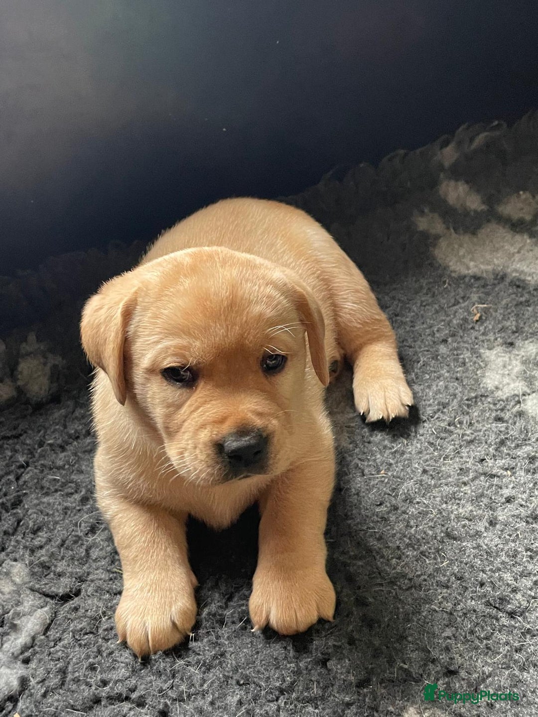 Labrador Retriever honden te koop: Mooie labrador pups - Advertentie 5