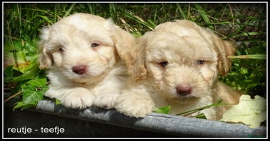 Kruising honden - Advertentie 4