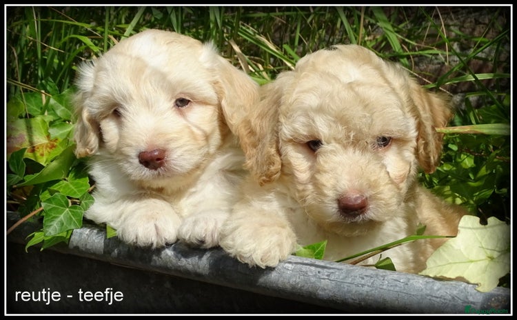 Kruising honden - Advertentie 4