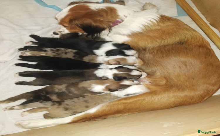 Australian Shepherd honden - Advertentie 2