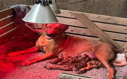 Rhodesian Ridgeback honden te koop: Prachtige en lieve ridgeback pups met stamboom - Afbeelding 8