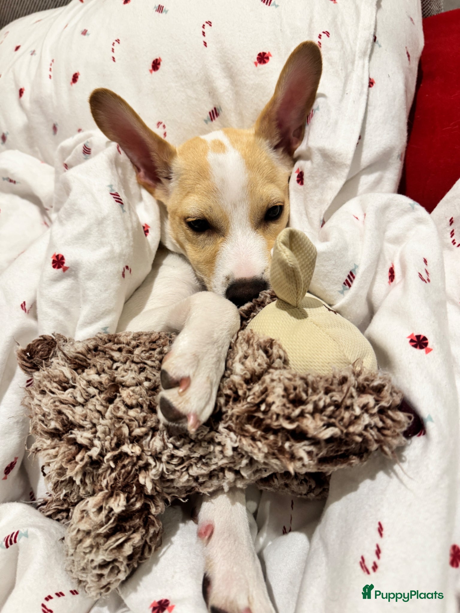Boerenfox honden ter dekking: Lieve Boerenfox reu zoekt teef in Tilburg - Advertentie 2