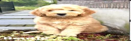 Labradoodle honden te koop: Labradoodle F4 medium pups Mogen het nest verlaten - Advertentie 3