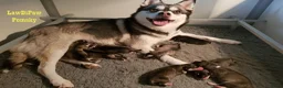 Pomsky honden te koop: Pomsky puppy’s F4+, 100% Amerikaanse bloedlijn - Advertentie 18