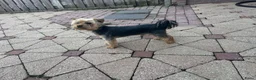 Yorkshire Terriër honden te koop: Yorkshire terriër-puppy’s  - Advertentie 3