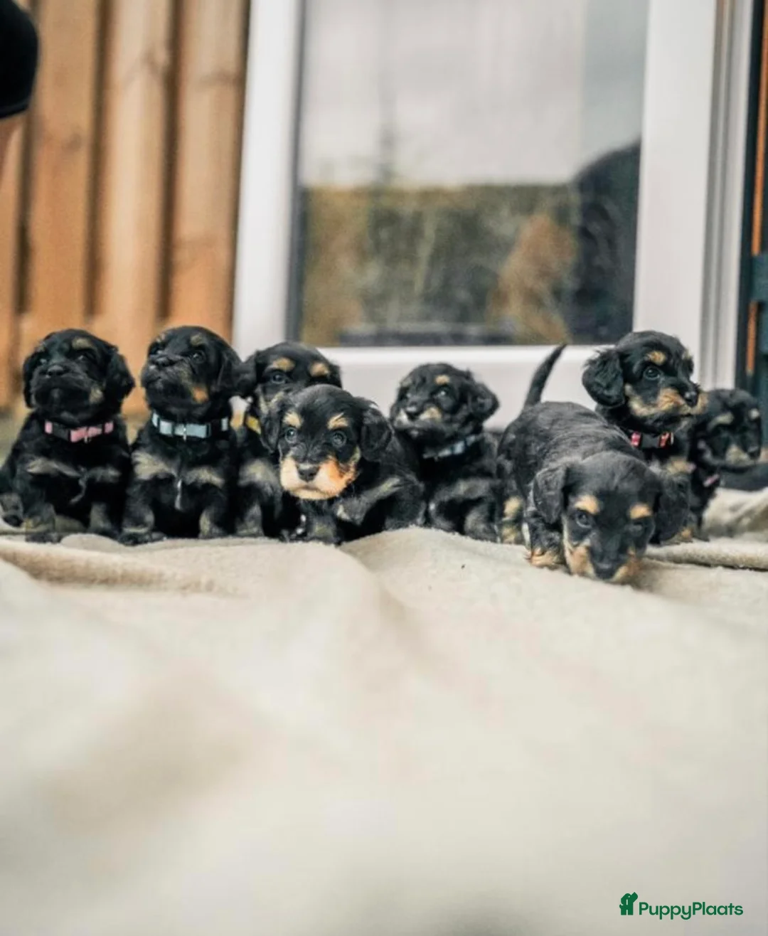 Kruising honden te koop: 🩷maltezer X dwergteckel💙 - Advertentie 2