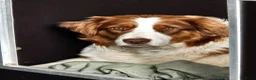 Australian Shepherd honden te koop: Australian shepherd australische herder pups - Advertentie 1